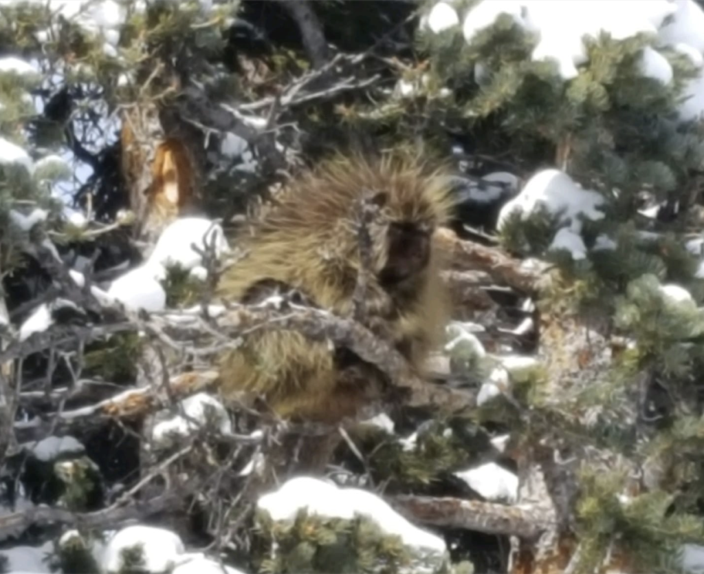 LovelandPorcupine